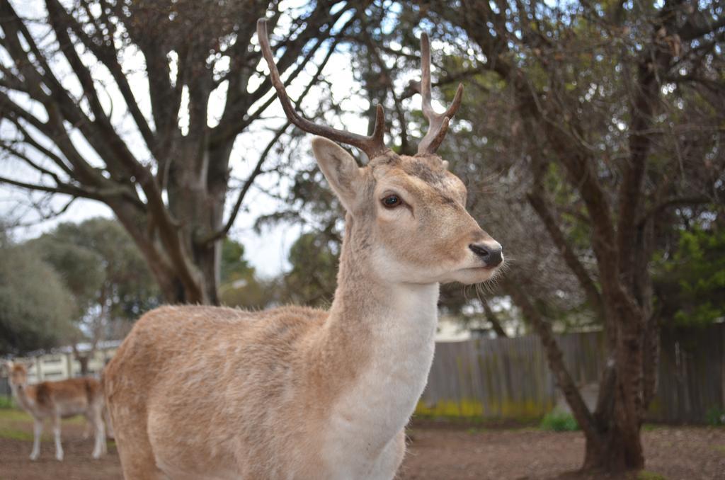 Deer Park Motor Inn Armidale Exteriér fotografie