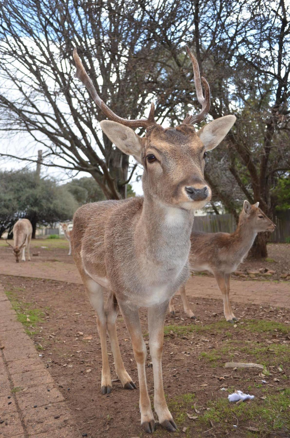 Deer Park Motor Inn Armidale Exteriér fotografie